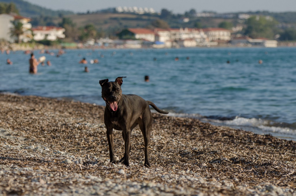  Marta pliva i uživa na moru 